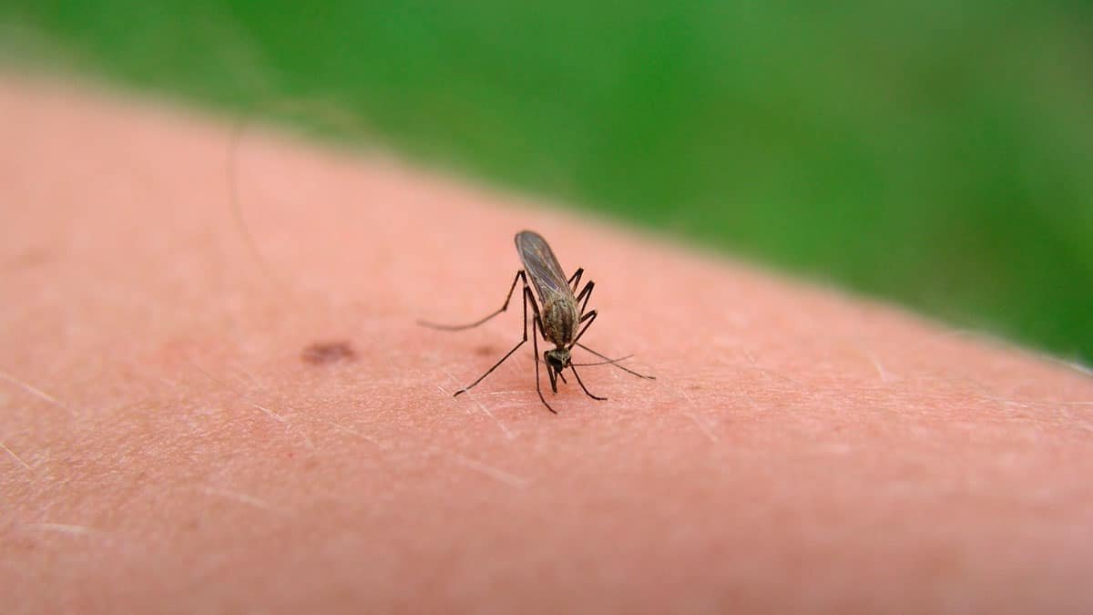 Distintos tipos de repelente de mosquitos